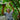 cacao tree cutting farmer